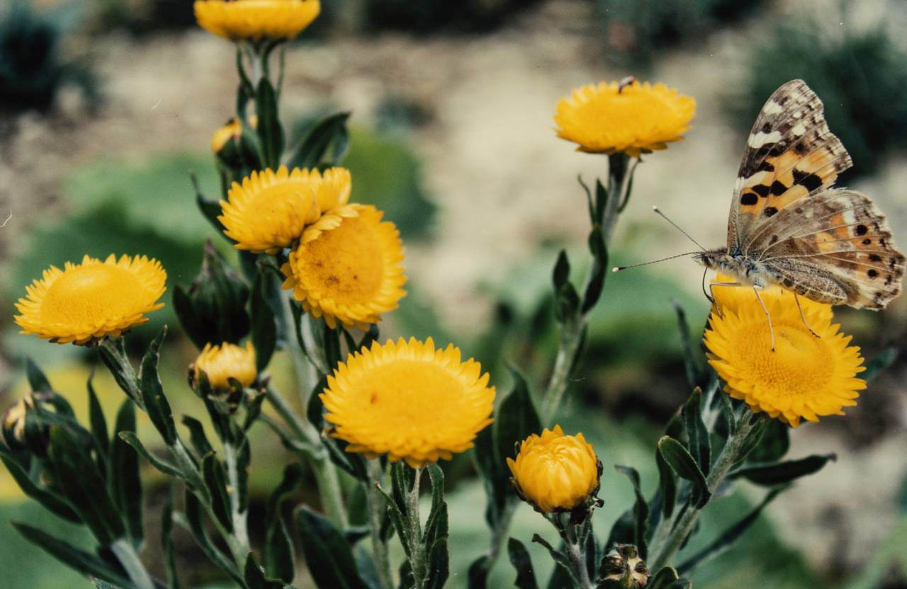 Helichrysum setosum en fleurs sur les pentes herbeuses du Cap en Afrique du Sud